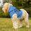 Thumbnail: Stay Pawsitive Blue Pet Hoodie - Cute & Comfy Positive Pet Apparel