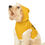 Thumbnail: Stay Pawsitive Gold Pet Hoodie - Cute & Comfy Positive Pet Apparel