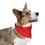 Thumbnail: Stay Positive Red Pet Bandana Collar - Dog Good Vibes for Happy Pets