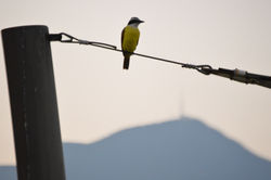 Pajaro