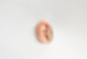 ear on white background.jpg