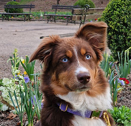 berger australien 6 mois rouge tricolore, assis devant des fleurs dans un parc à Vichy