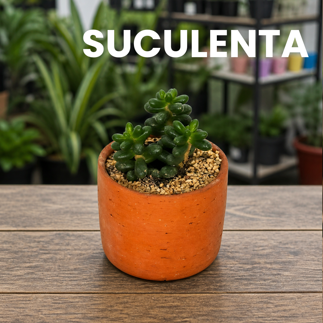 La Guardiana de la Resiliencia - Suculenta