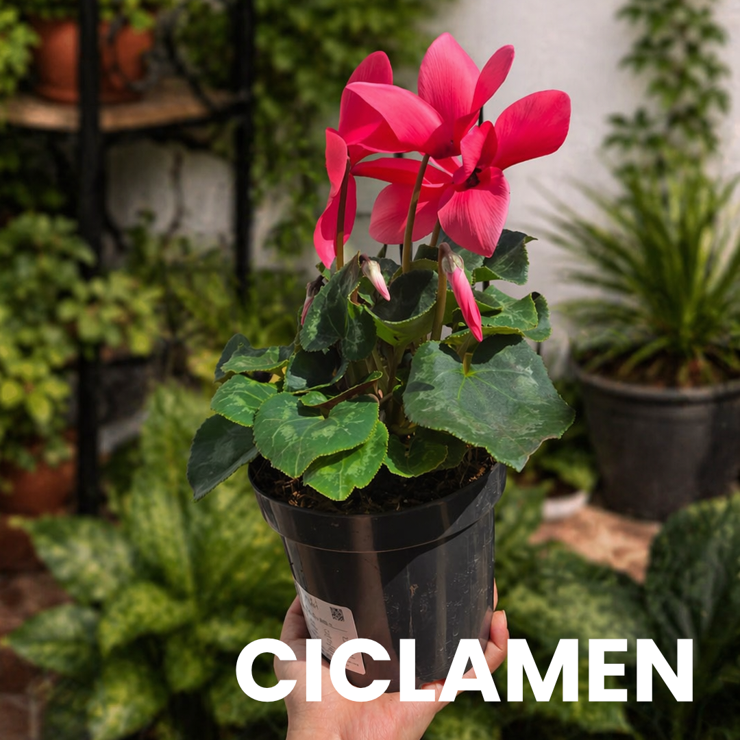 Ciclamen Rosado