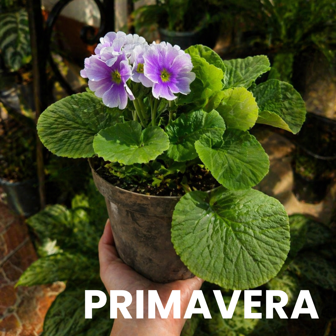 PRIMAVERA
