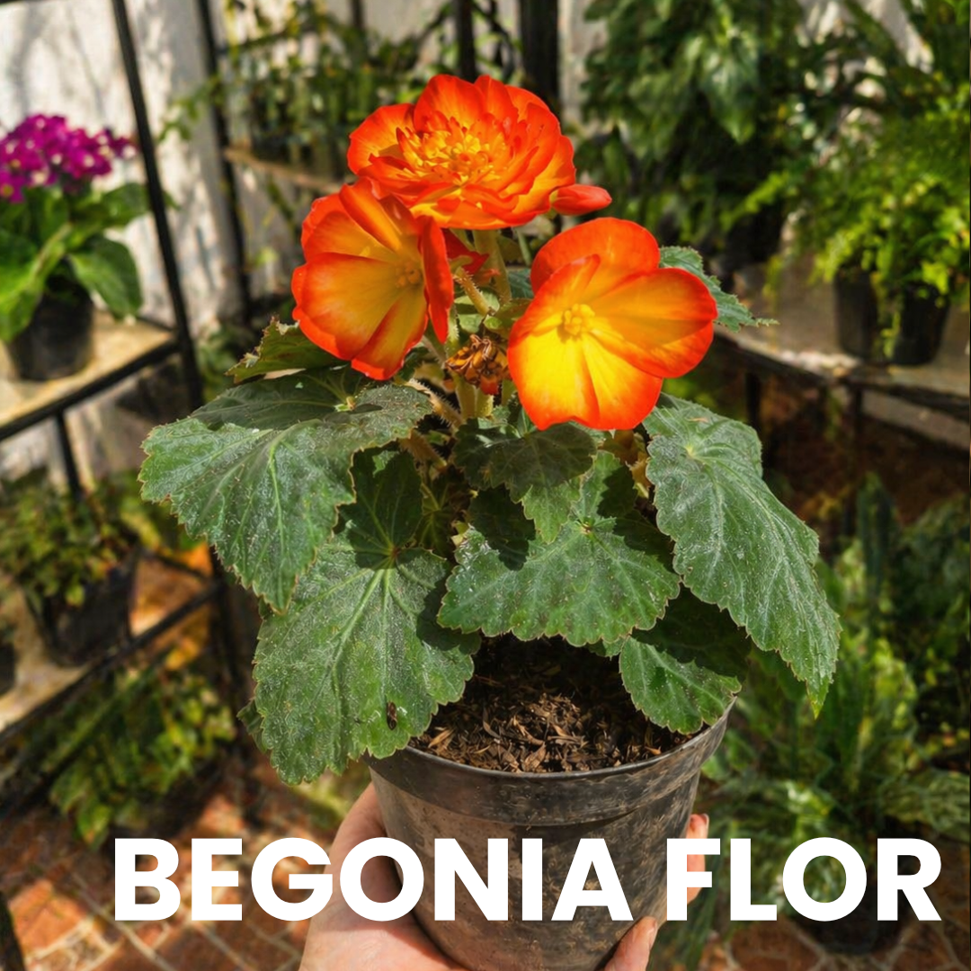Begonia Flor