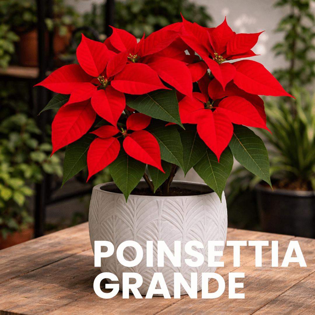 POINSETTIA - GRANDE