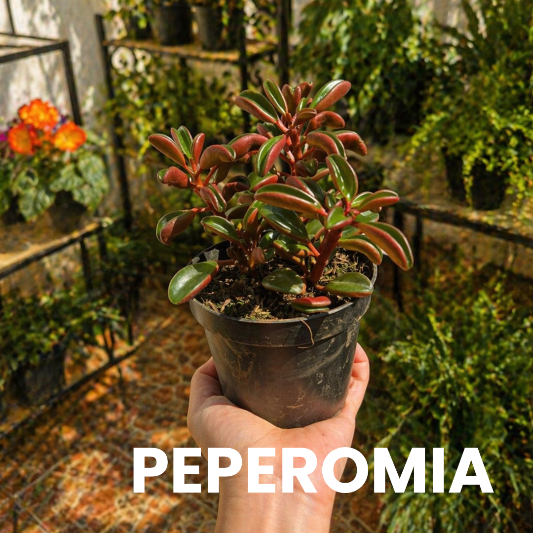 Peperomia Suculenta