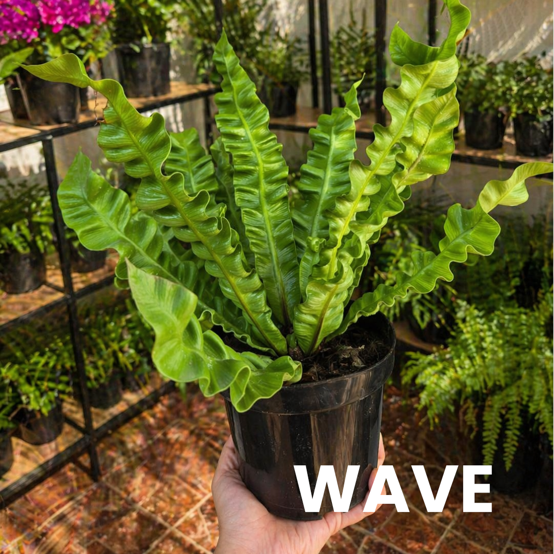Helecho Wave