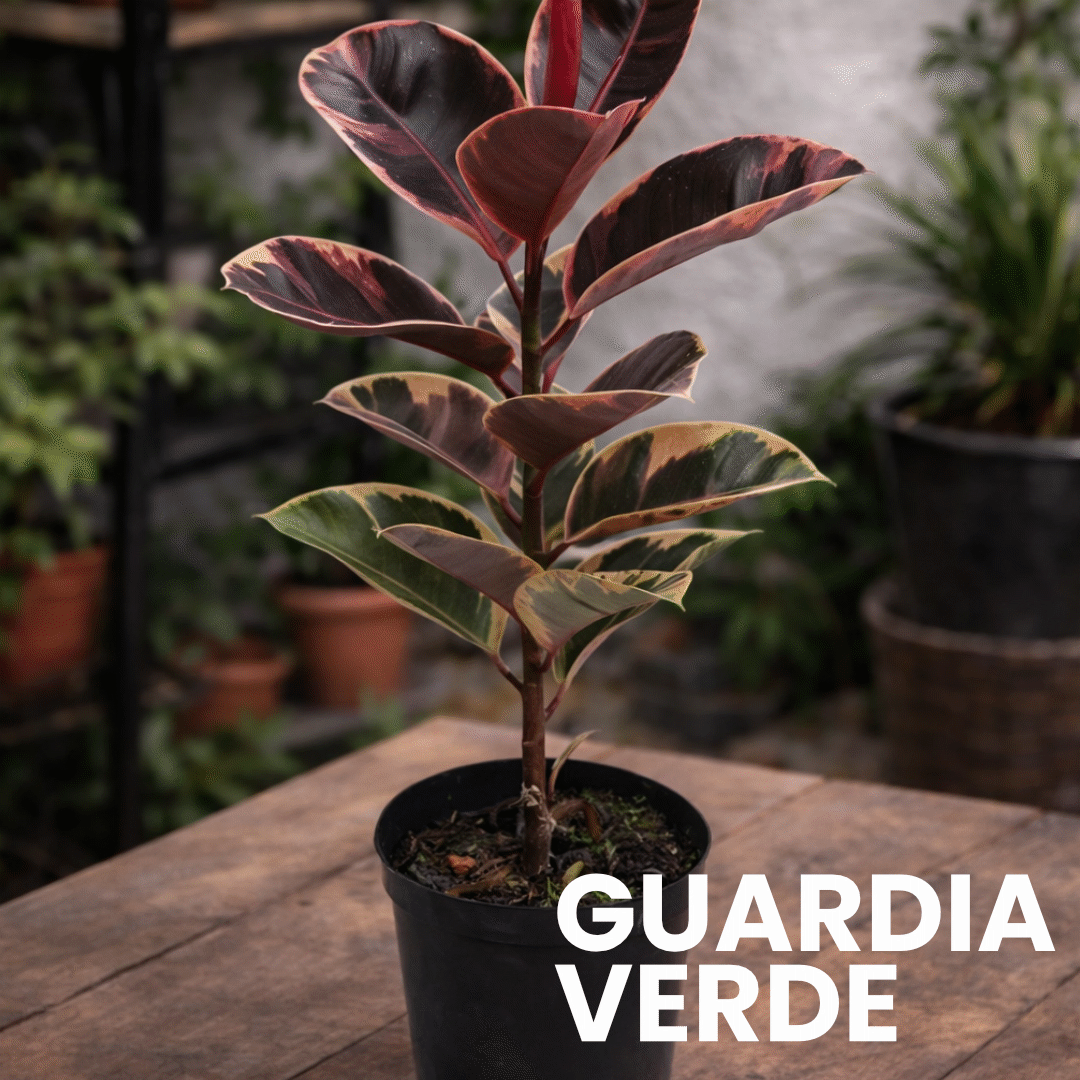 Guardia Verde - Caucho Militar