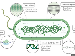 El descubrimiento del siglo: los antibióticos.