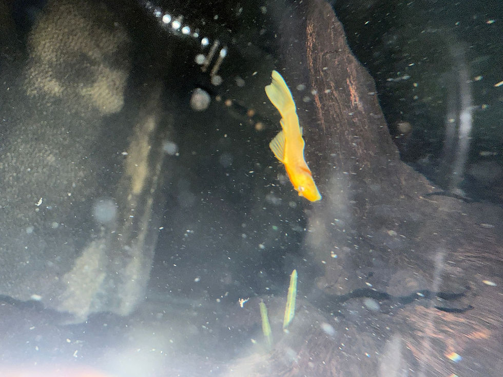 Thumbnail: Blue Eye Lemon Pleco - L144 Ancistrus Sp. rare plecos for sale