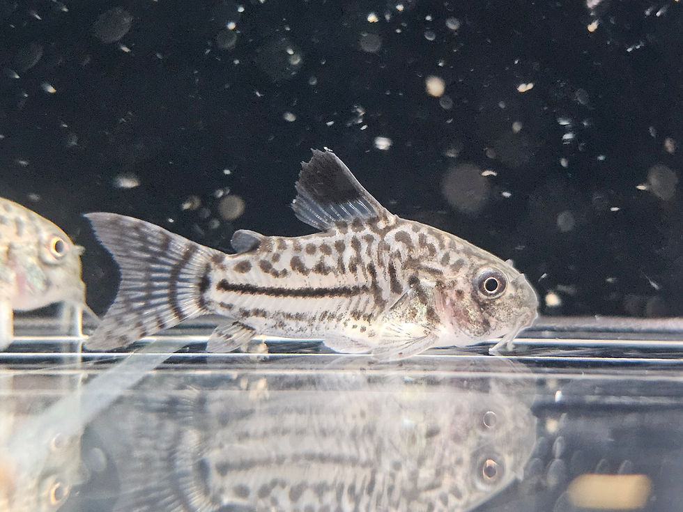 Thumbnail: Corydora "Julli" Leopard Corydoras