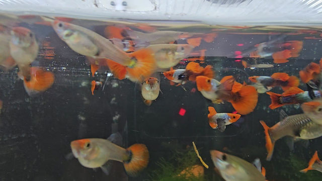 Thumbnail: Dumbo Koi Blue Ear Guppy (Poecilia reticulata) - Breeding Pair