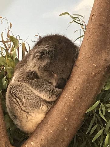 koala.jpeg