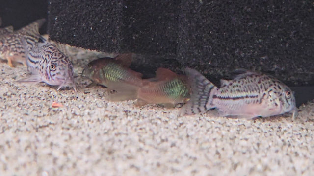 Thumbnail: Orange Venezuelan Cory - Corydoras aeneus "Venezuela"