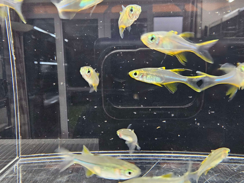 Thumbnail: Celebes Rainbowfish