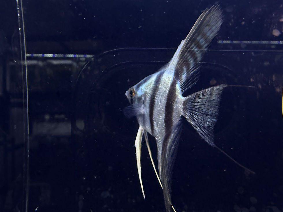 Blue Pinoy Angelfish (Pterophyllum scalare) unique angelfish for tropical tank