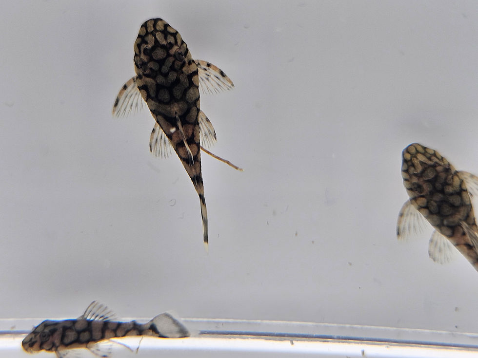Thumbnail: L519 Bristlenose Pleco (also known as the Rio Itenez or Honeycomb Bristlenose)