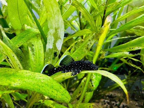 L181 Peppermint Bristle nose Pleco | Tnt Aquatics