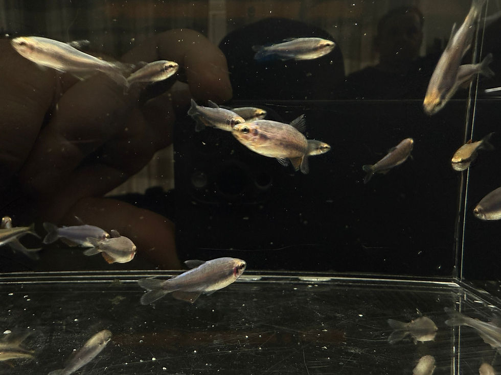 Thumbnail: Blue Kerri / Emperor Tetra - Inpaichthys kerri