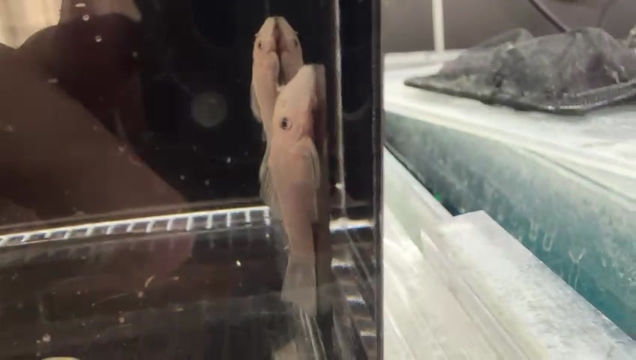 Thumbnail: Short Fin Snow White Bristlenose Pleco