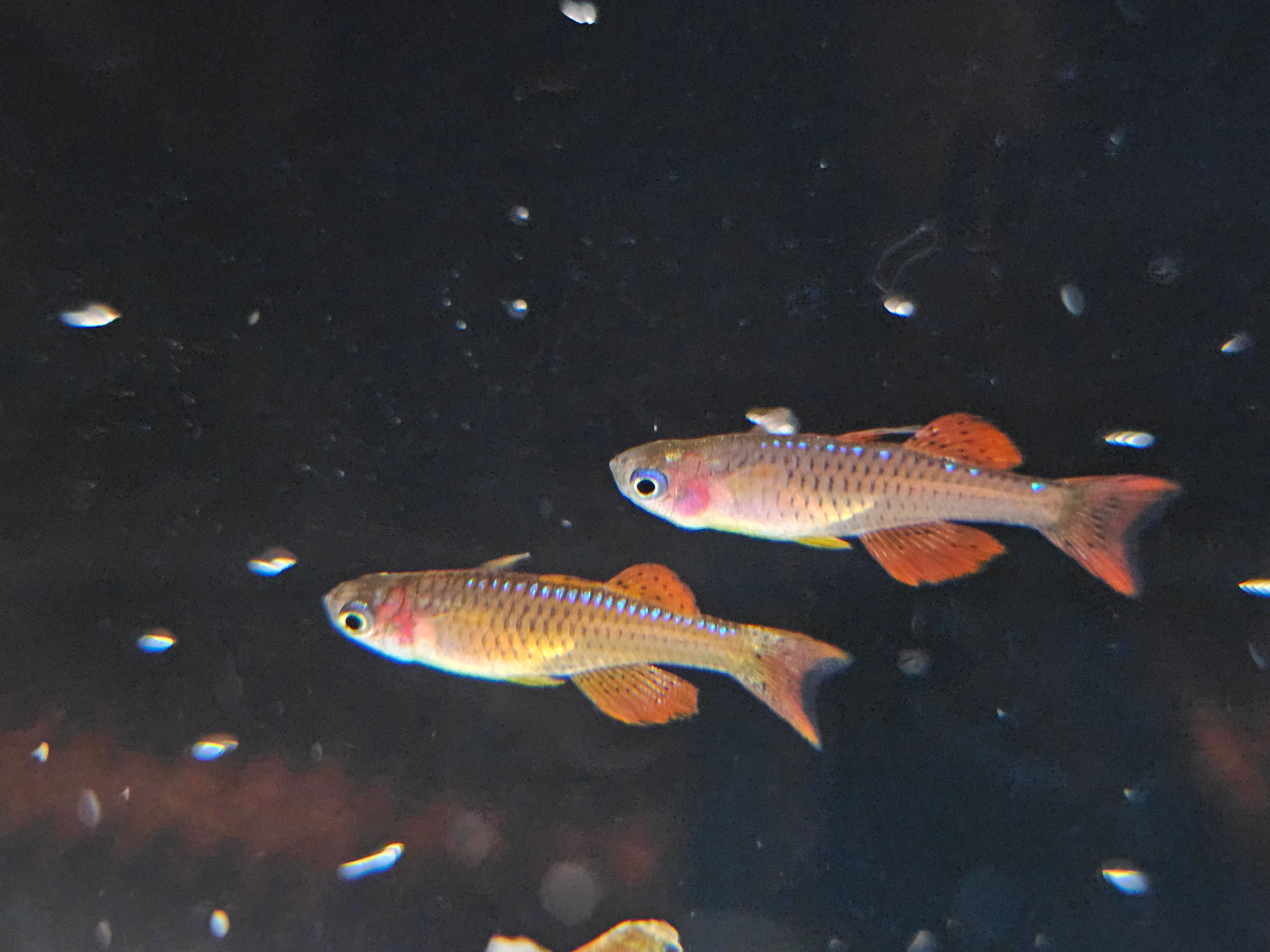 Luminatus Rainbowfish