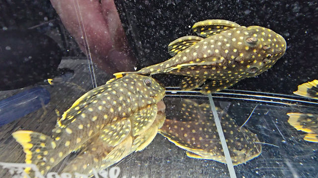 Thumbnail: L177 - Golden Nugget Pleco