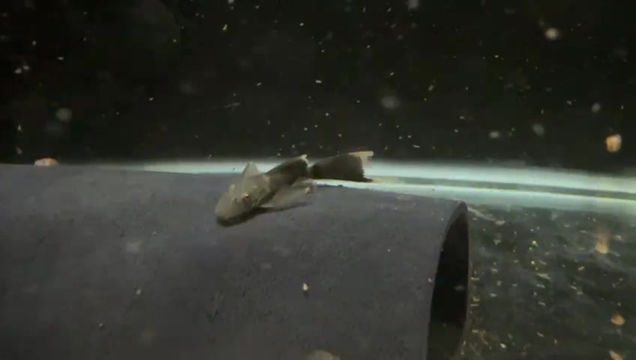 Thumbnail: Long fin Green Dragon Bristlenose Pleco - Ancistrus sp.