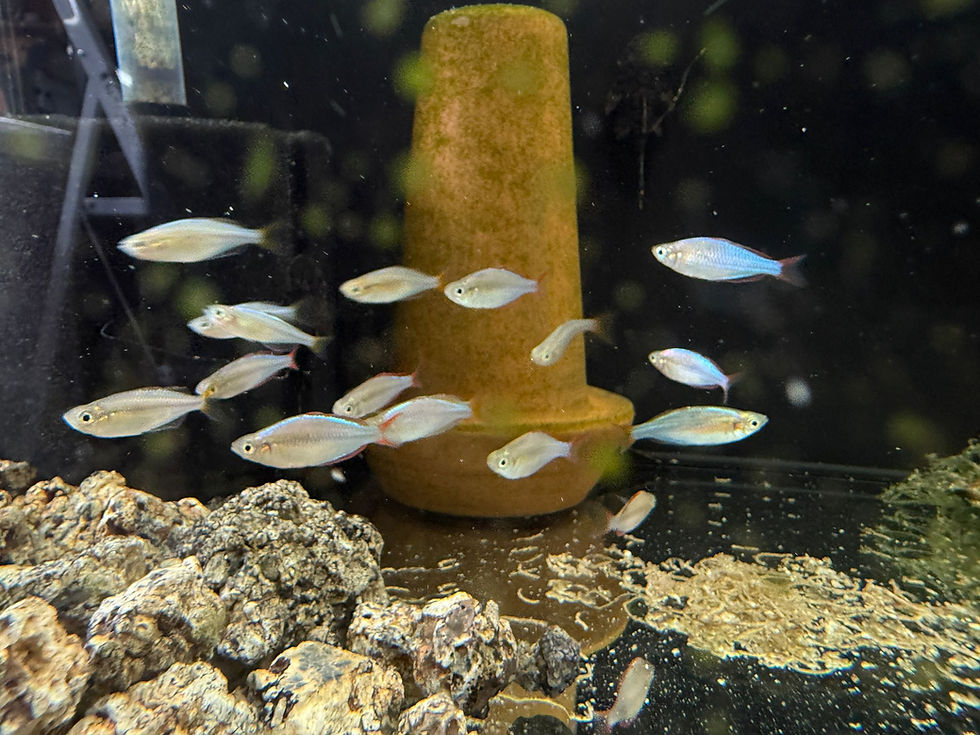 Thumbnail: Neon Dwarf Rainbowfish - Melanotaenia praecox tropical fish sales