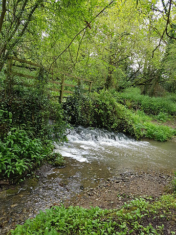 A peaceful woodland stream near Evershot Deer Park, a scenic choice for nature walks in Dorset.