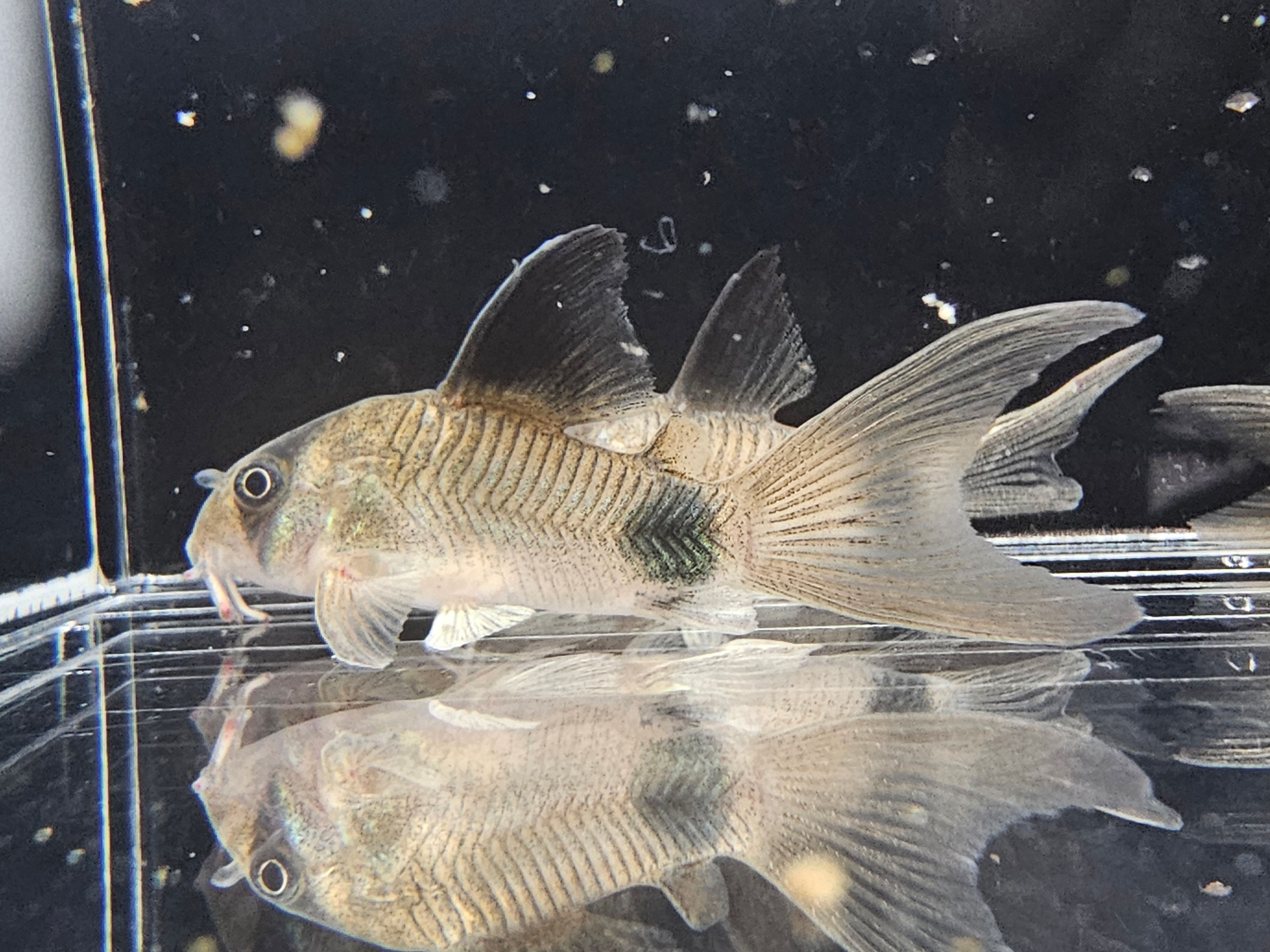 Corydora "Hi-Fin Panda"