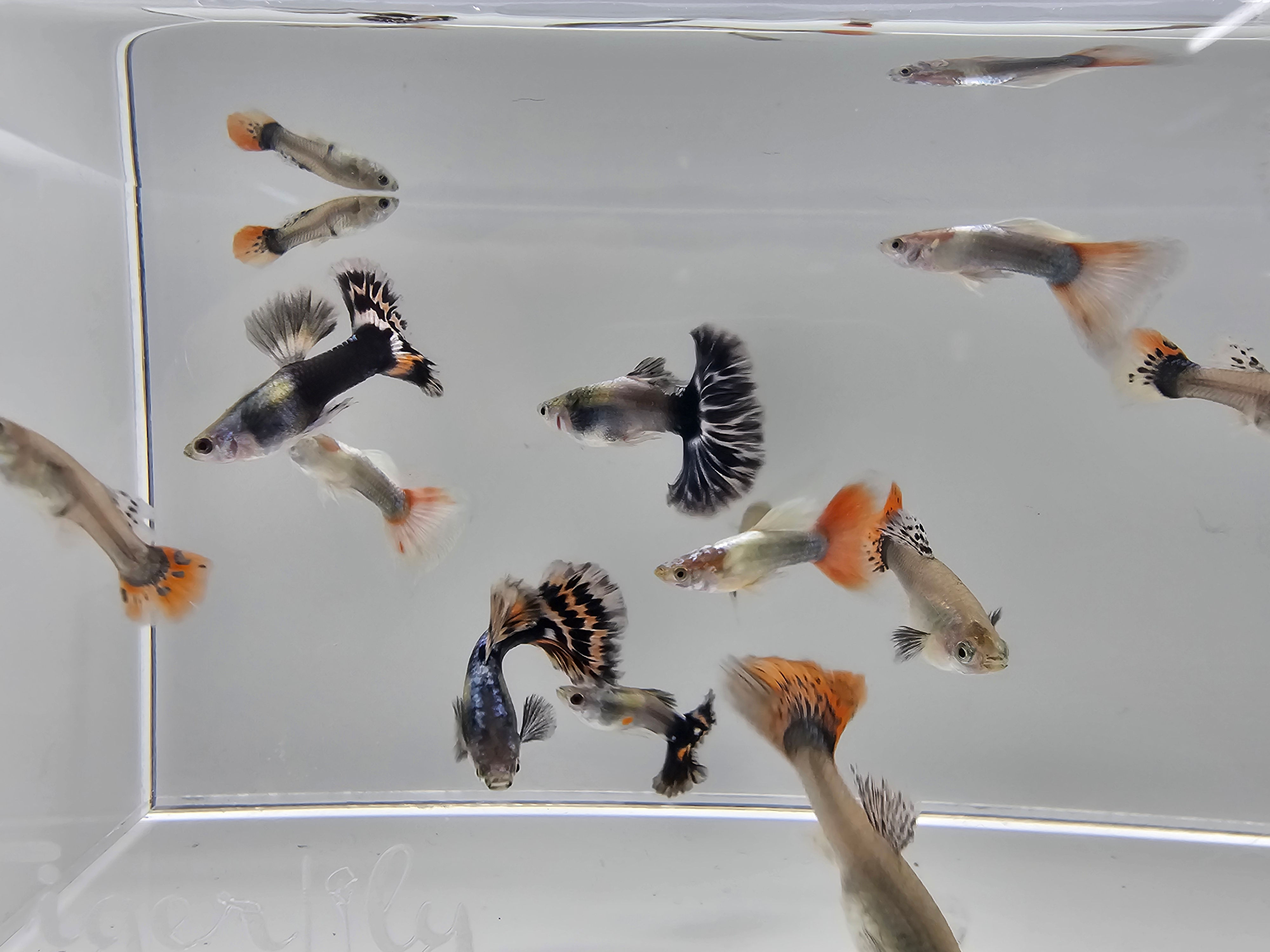 Random Guppy. Mixed x 3 (Random Selection)