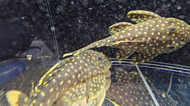 Thumbnail: L177 - Golden Nugget Pleco