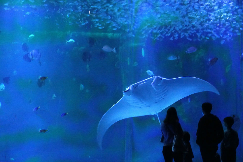 Le plus grand aquarium d'Europe le Nausicaa de BoulognesurMer