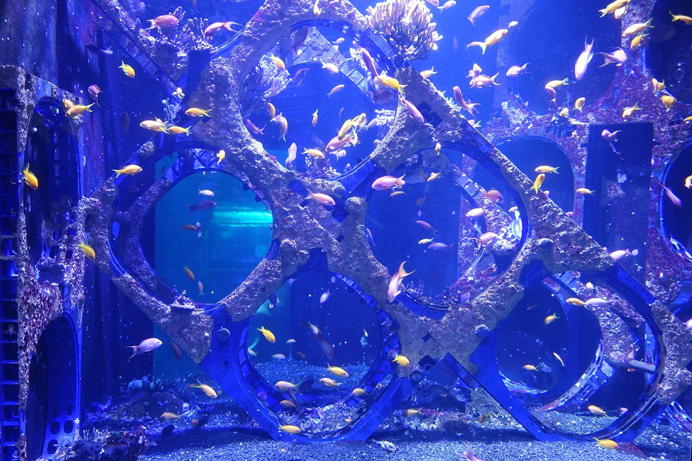 Le plus grand aquarium d'Europe le Nausicaa de BoulognesurMer