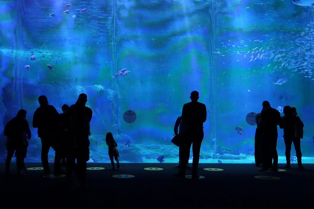 Le plus grand aquarium d'Europe le Nausicaa de BoulognesurMer