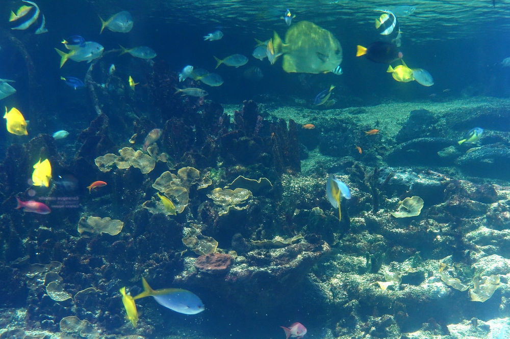 Le plus grand aquarium d'Europe le Nausicaa de BoulognesurMer