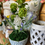 Thumbnail: Flower arrangement in pot