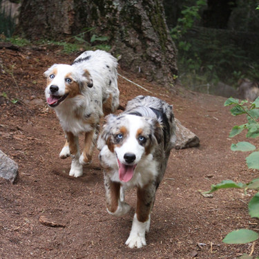 changala mini aussies