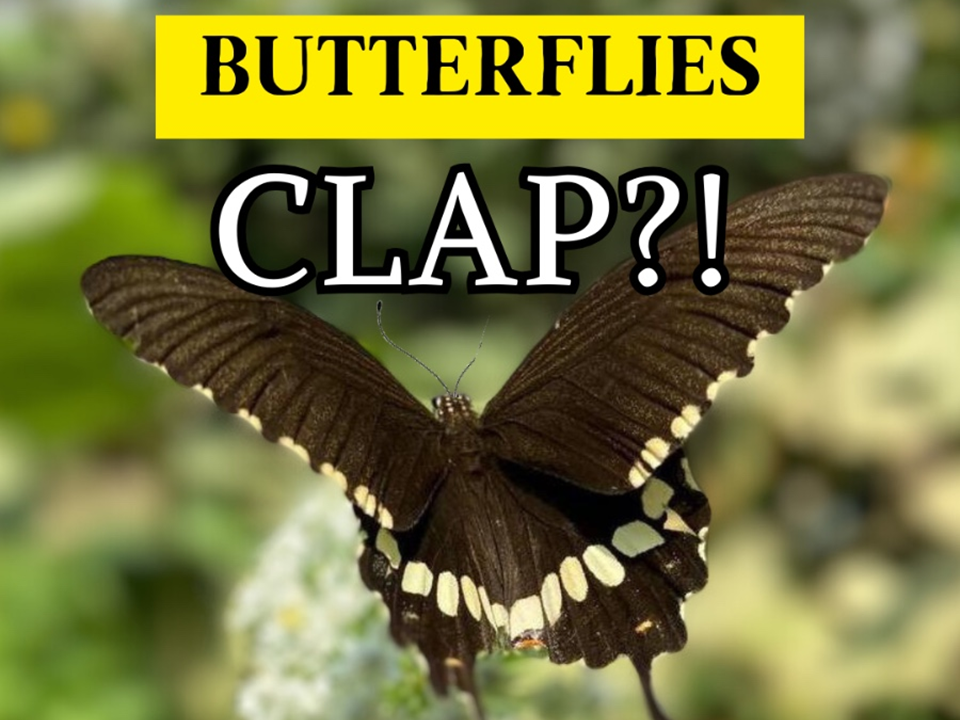 Clapping butterflies!