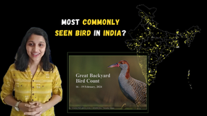 India’s Most Commonly Seen Bird: Is It Really the Pigeon?