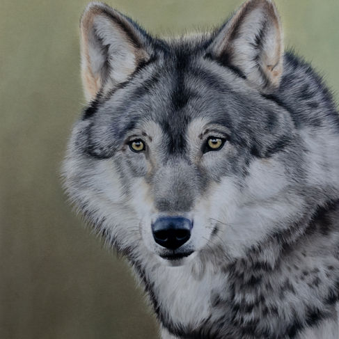 De wolf als print