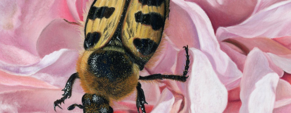 Gedetailleerde natuurtekening door Rebecca Engels