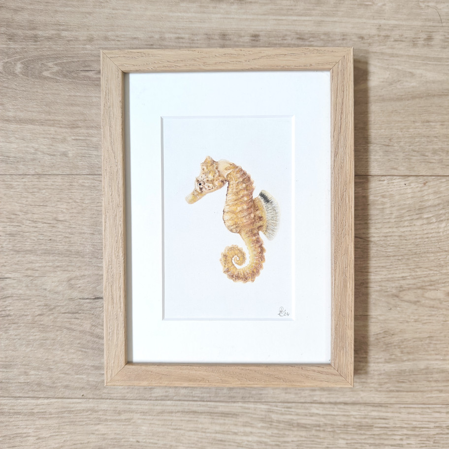 Kortsnuit zeepaard getekend door Rebecca Engels