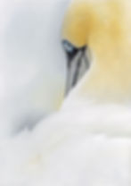 Giclee print van Jan-van-Gent