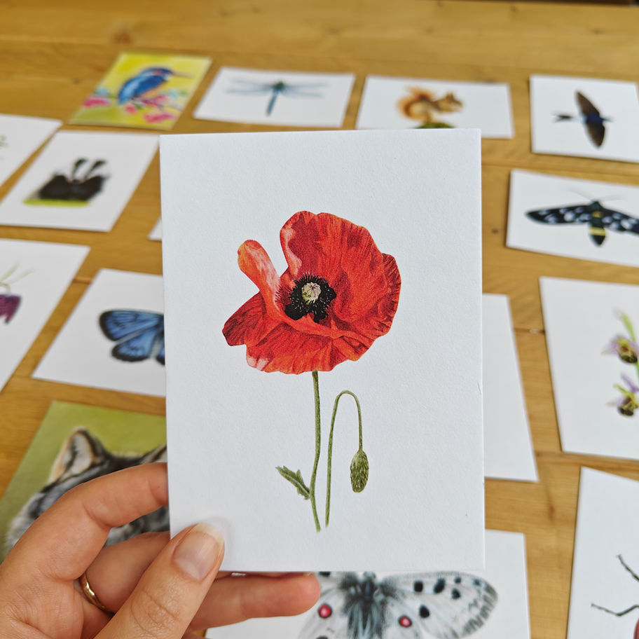 Ansichtkaart klaproos getekend door Rebecca Engels