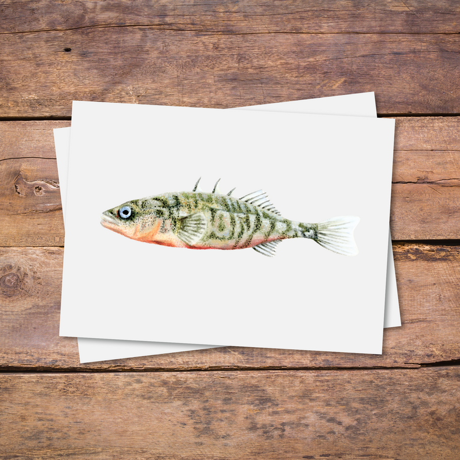 Anischtkaart van tekening van driedoornige stekelbaars