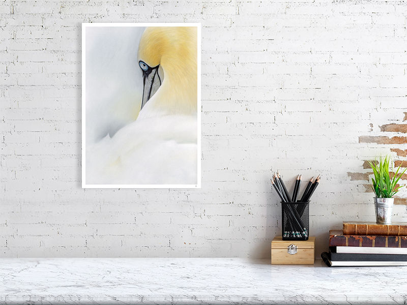 grote kunstprint van pasteltekening Jan-van-Gent