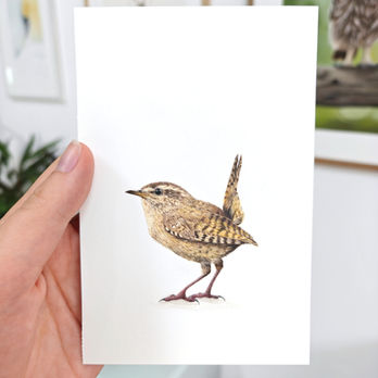 Winterkoning getekend met kleurpotlood